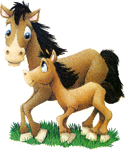 pferd1